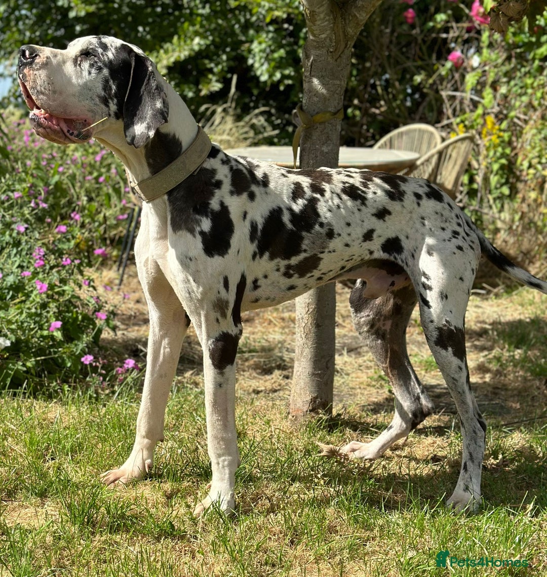 Great Dane dogs for stud: ⭐️Vonrockas Oblix health tested⭐️ in Leicester - Image 4