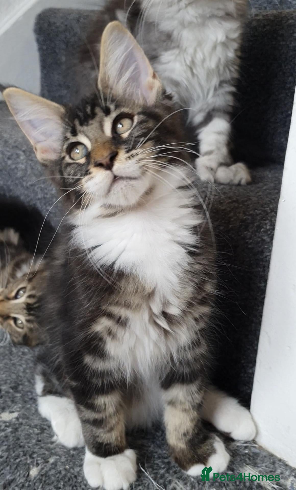 Maine Coon cats 🌟TICA🌟reg pure breed maine coons - Advert 2