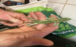 Iguana reptiles for sale: Eastern casquehead iguana - Image 4