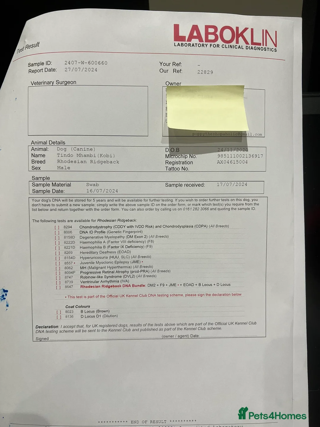 Rhodesian Ridgeback dogs for stud: Proven KC Reg Fully Health Tested RR for Stud in Bolton - Advert 29