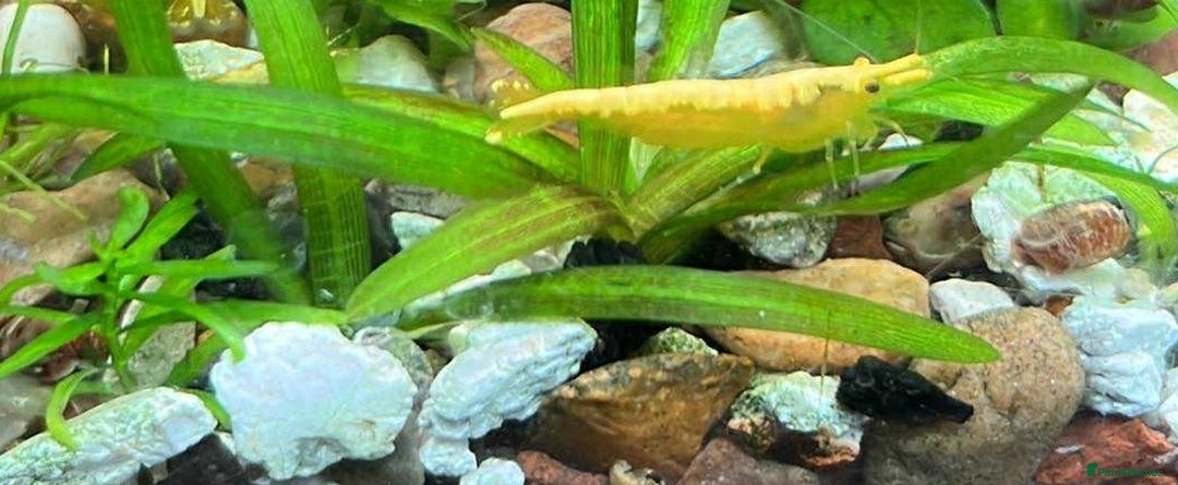 Shrimps fish for sale: freshwater shrimp in assorted colors  - Image 6