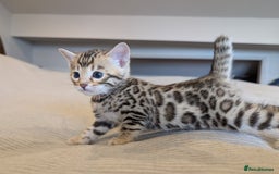 Bengal cats for sale: 🖤🤎 Gorgeous Bengal Kittens 🤎🖤 - Image 24
