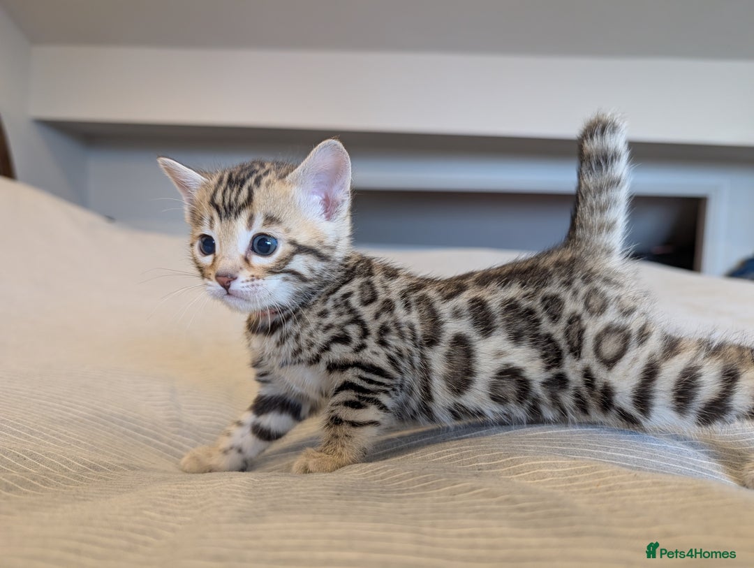 Bengal cats for sale: 🖤🤎 Gorgeous Bengal Kittens 🤎🖤 - Image 24