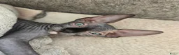 Sphynx cats for sale: Amazing DBE Sphynx kitten GCCF & TICA   - Advert 2