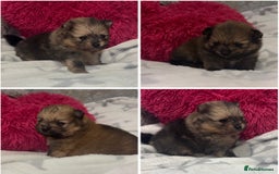 Pomeranian dogs for sale: Kc registered Pomeranians  - Image 16