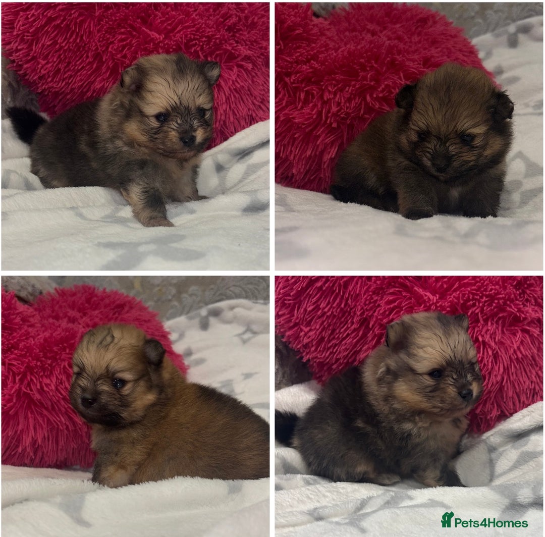 Pomeranian dogs for sale: Kc registered Pomeranians  - Image 16