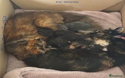Mixed Breed cats for sale: Beautiful long haired kittens - Image 7
