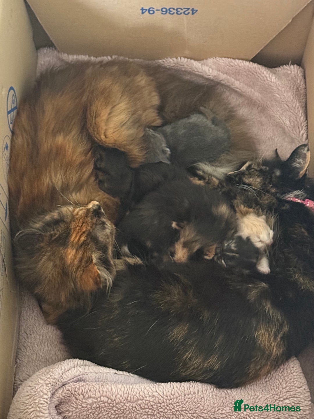 Mixed Breed cats for sale: Beautiful long haired kittens - Image 7