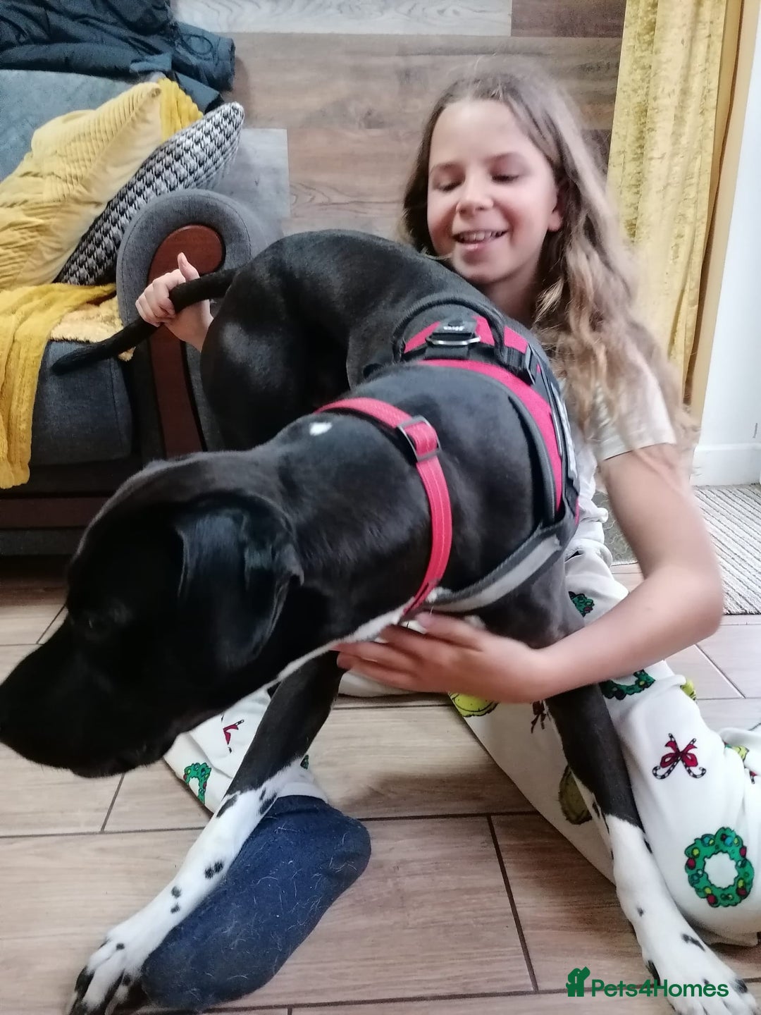 Mixed Breed dogs for adoption: 💙STEVIE-HANDSOME DALMATIAN CROSS BOY 💙 - Advert 6