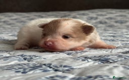 Pomeranian dogs for sale: Four adorable fluffy Pomeranian puppie - Image 4