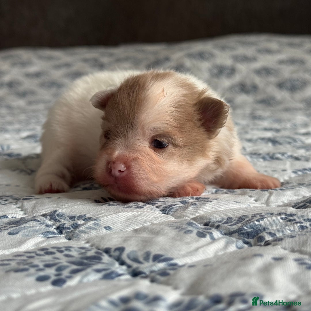 Pomeranian dogs for sale: Four adorable fluffy Pomeranian puppie - Image 4