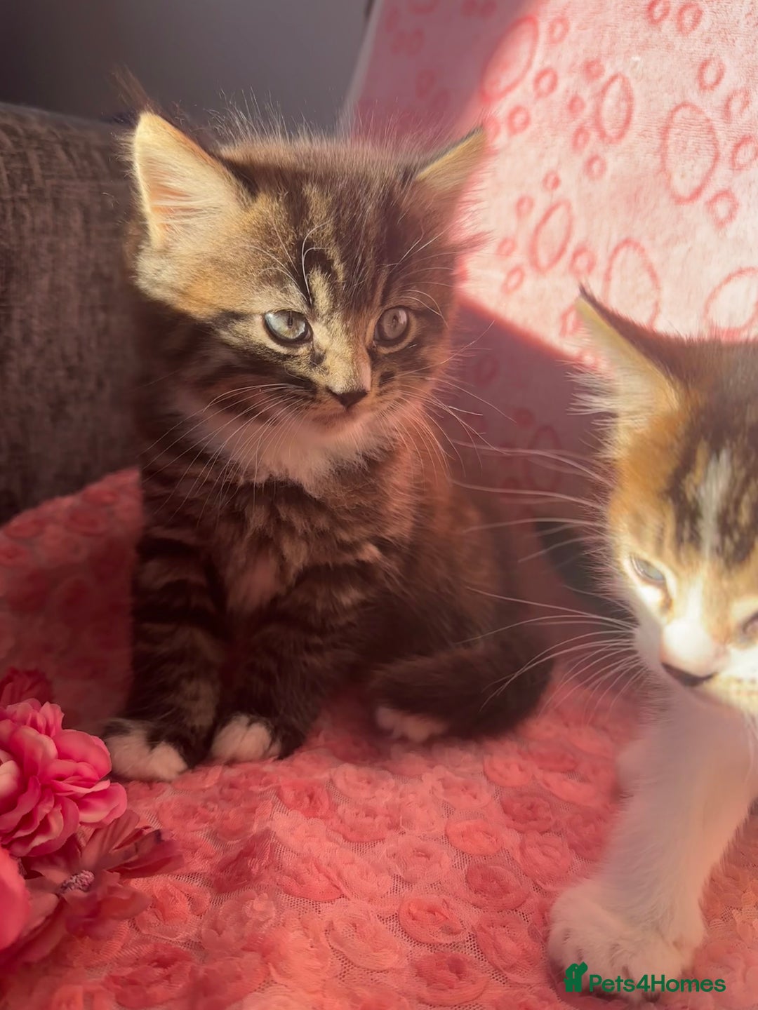 Maine Coon cats for sale: Fluffy Maine Coon Cross Kittens 😸🌺  - Advert 2