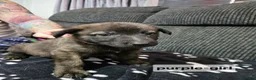 Mixed Breed dogs for sale: German shepherd x dutch shepherd  in Grimsby - Advert 5