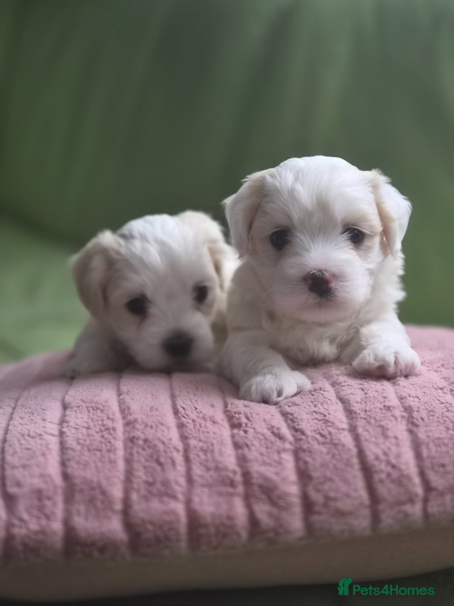 Maltese dogs Beautiful Maltese pupies - Advert 1