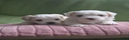 Maltese dogs for sale: Sold  - Advert 6