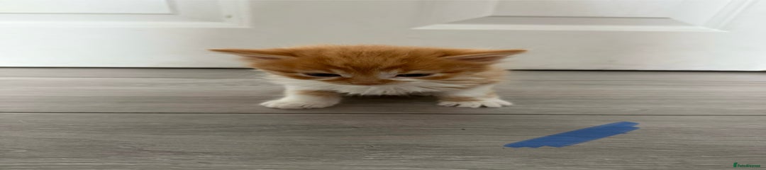 Mixed Breed Kitten 2
