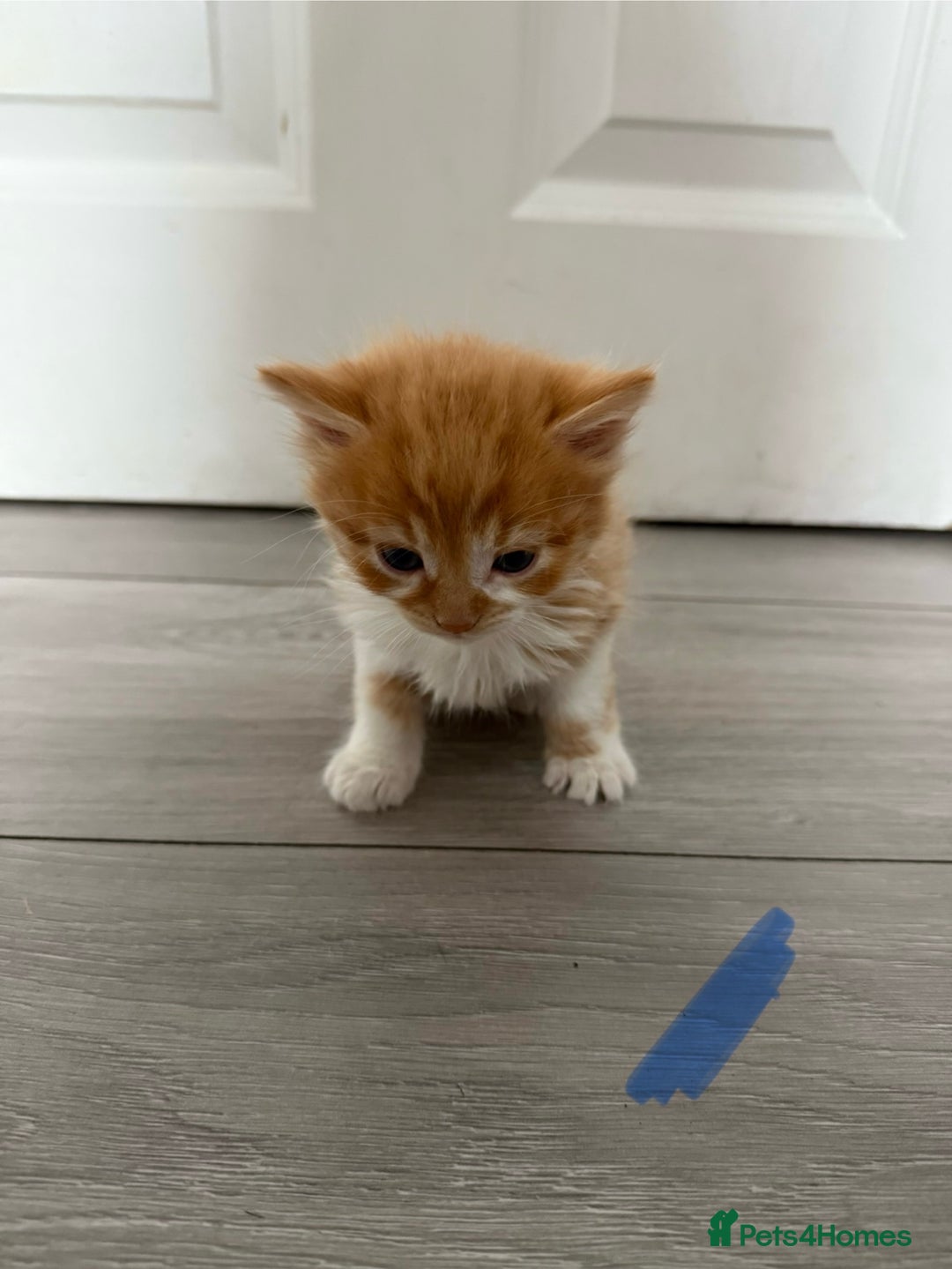 Mixed Breed cats for sale: 1 ginger kitten male  - Image 3