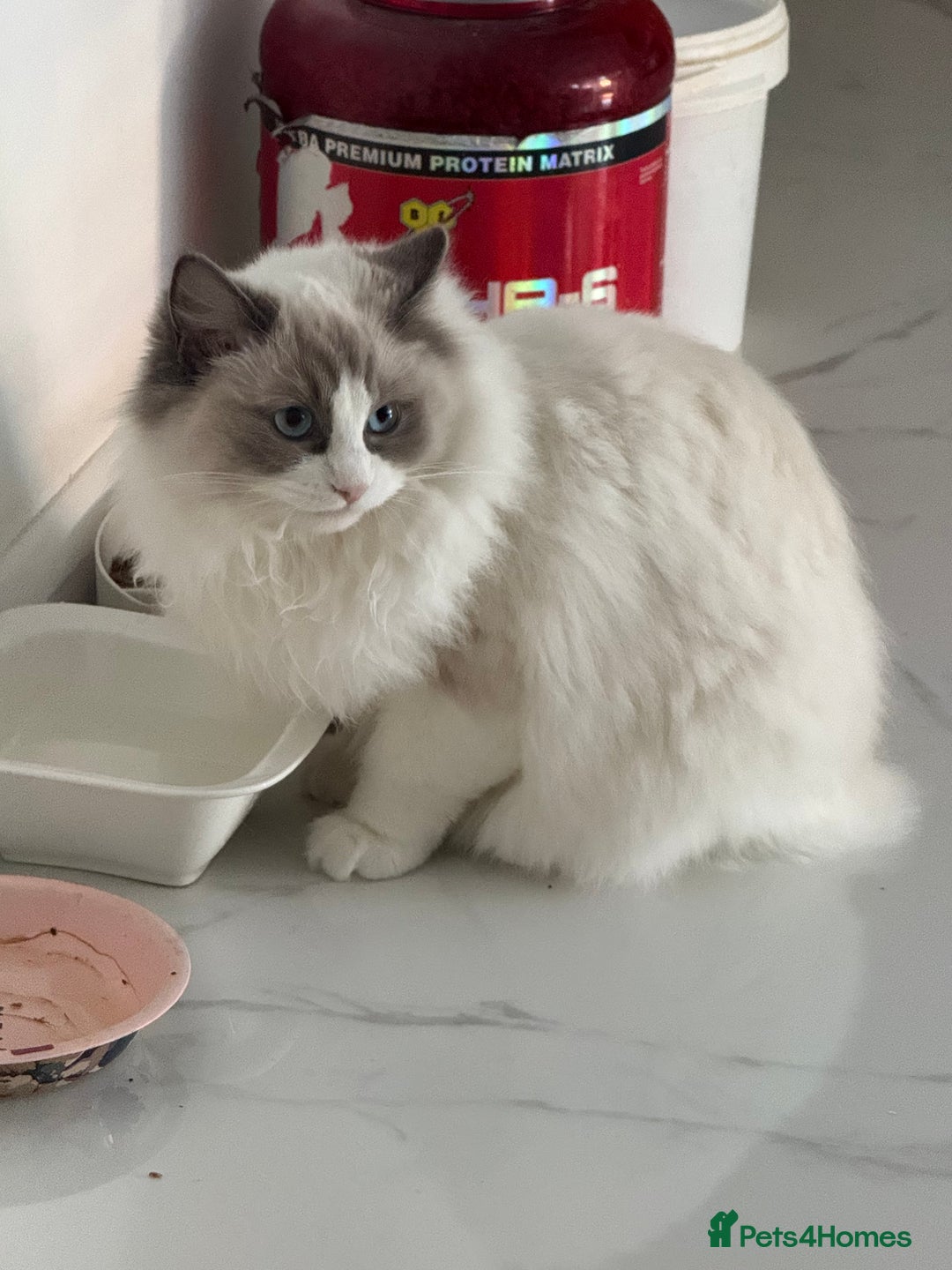 Ragdoll cats for sale: Ragdoll princess😻 - Advert 5