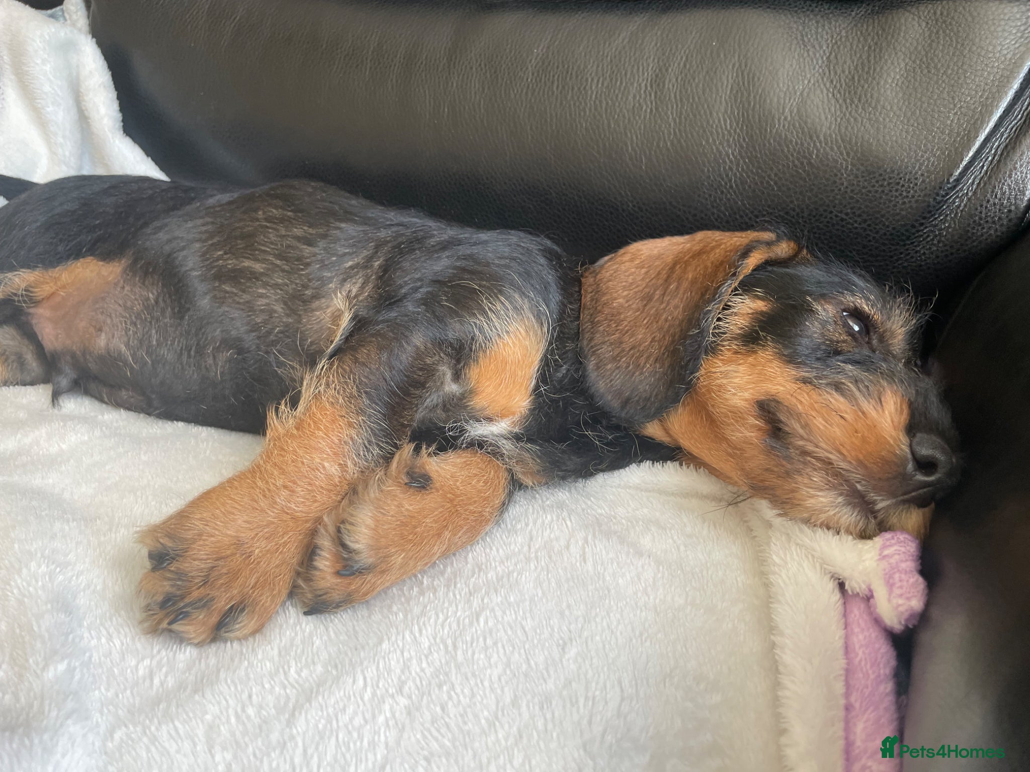 Dachshund dogs Only 1 boy left kc teckels  - Advert 2