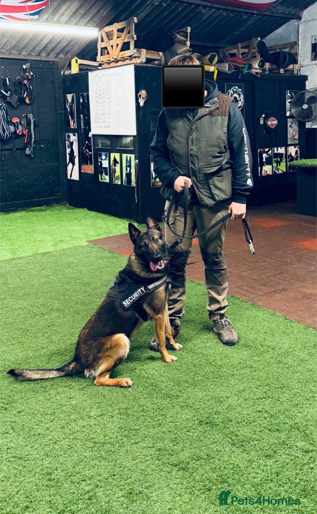 Belgian Shepherd Dog dogs for stud: FCI Belgian Malinois for Stud - Image 2