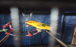 Parakeets birds for sale: For sale  - Image 7