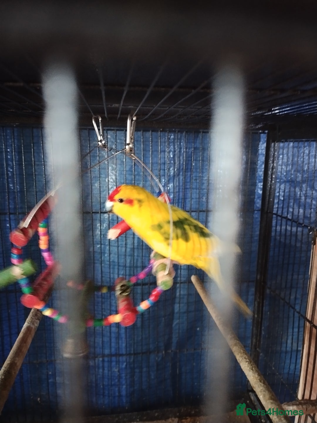 Parakeets birds for sale: For sale  - Image 7