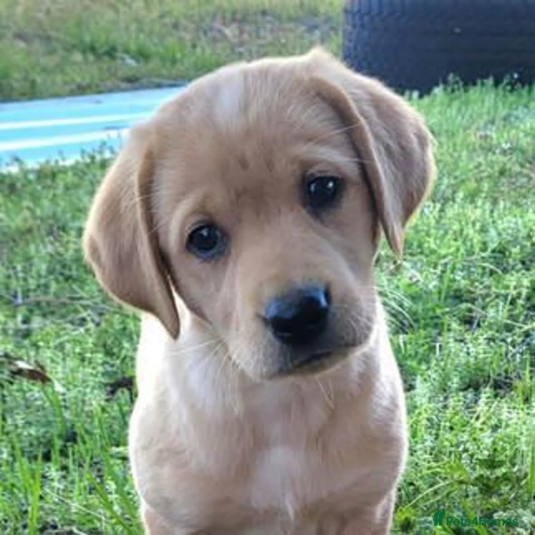 Labrador Retriever dogs for sale: Labrador Retriever puppy - reserved in London - Advert 1