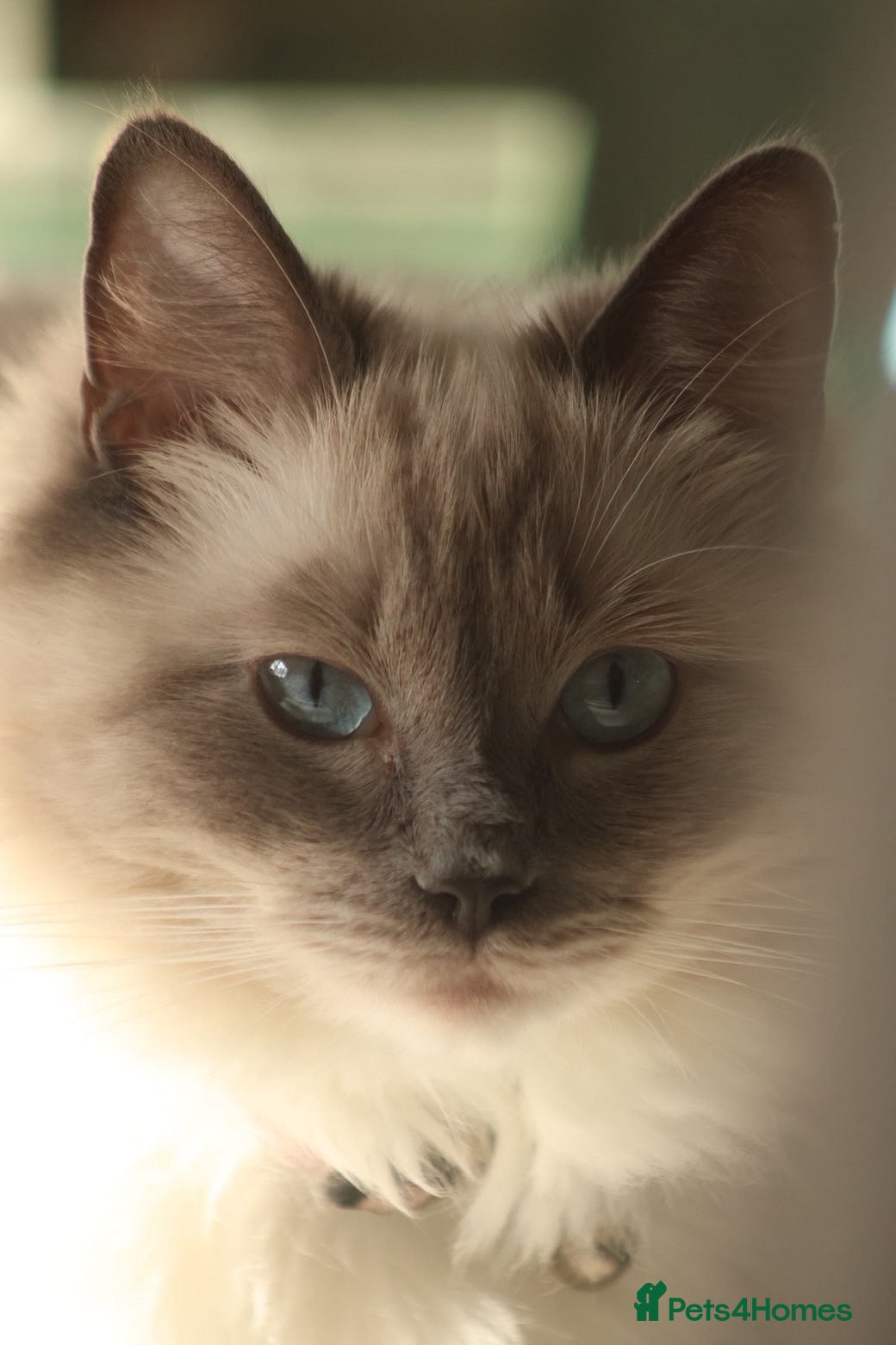 Ragdoll cats 3 beautiful boys ready soon 😍 - Advert 1