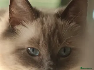 Ragdoll cats 3 beautiful boys ready soon 😍 - Advert 3
