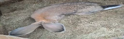 Continental Giant rabbits for sale: Super Stars  Stud Service -Beautiful PROVEN Bucks  - Advert 20