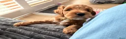Australian Labradoodle dogs for sale: Australian Labradoodles Multigenerational  - Advert 4
