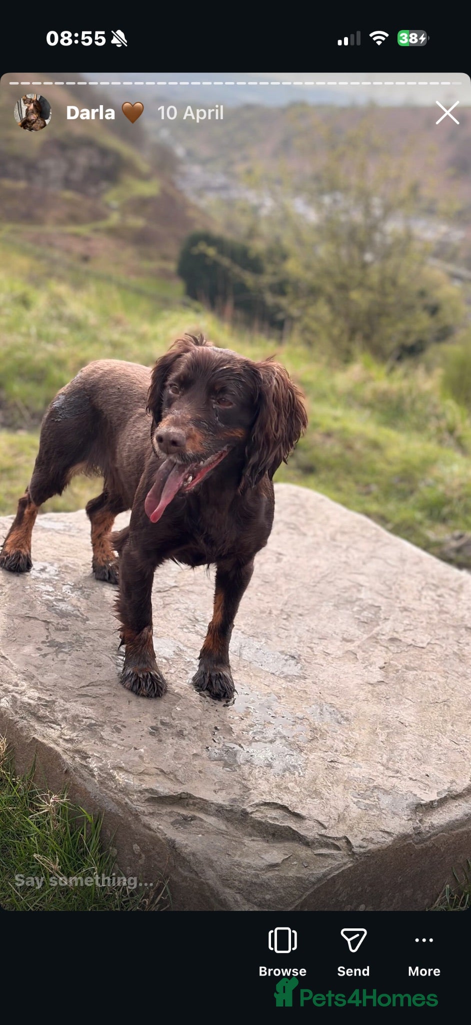 Cocker Spaniel dogs 2 male cocker spaniel puppies - Advert 1