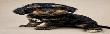 Cockapoo 1