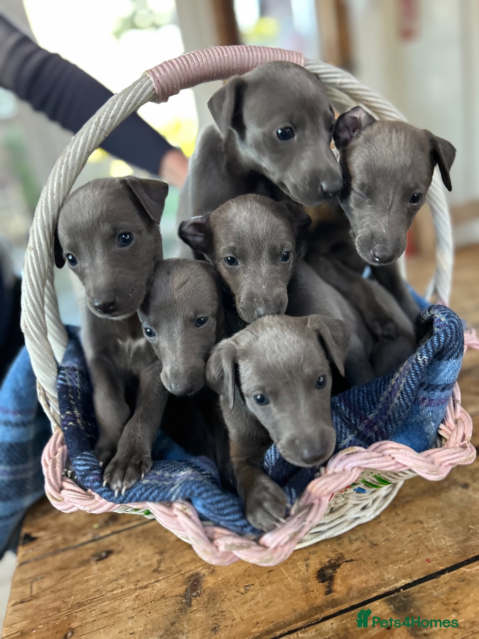 Whippet dogs for sale: KC REGISTERED BLUE WHIPPET PUPPIES - Advert 1