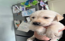 Goldador dogs for sale: 5 males 5 weeks old - Image 5
