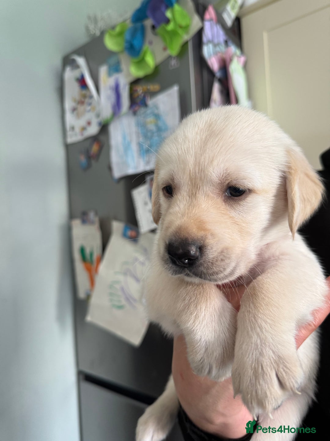 Goldador dogs for sale: 5 males 5 weeks old - Image 5