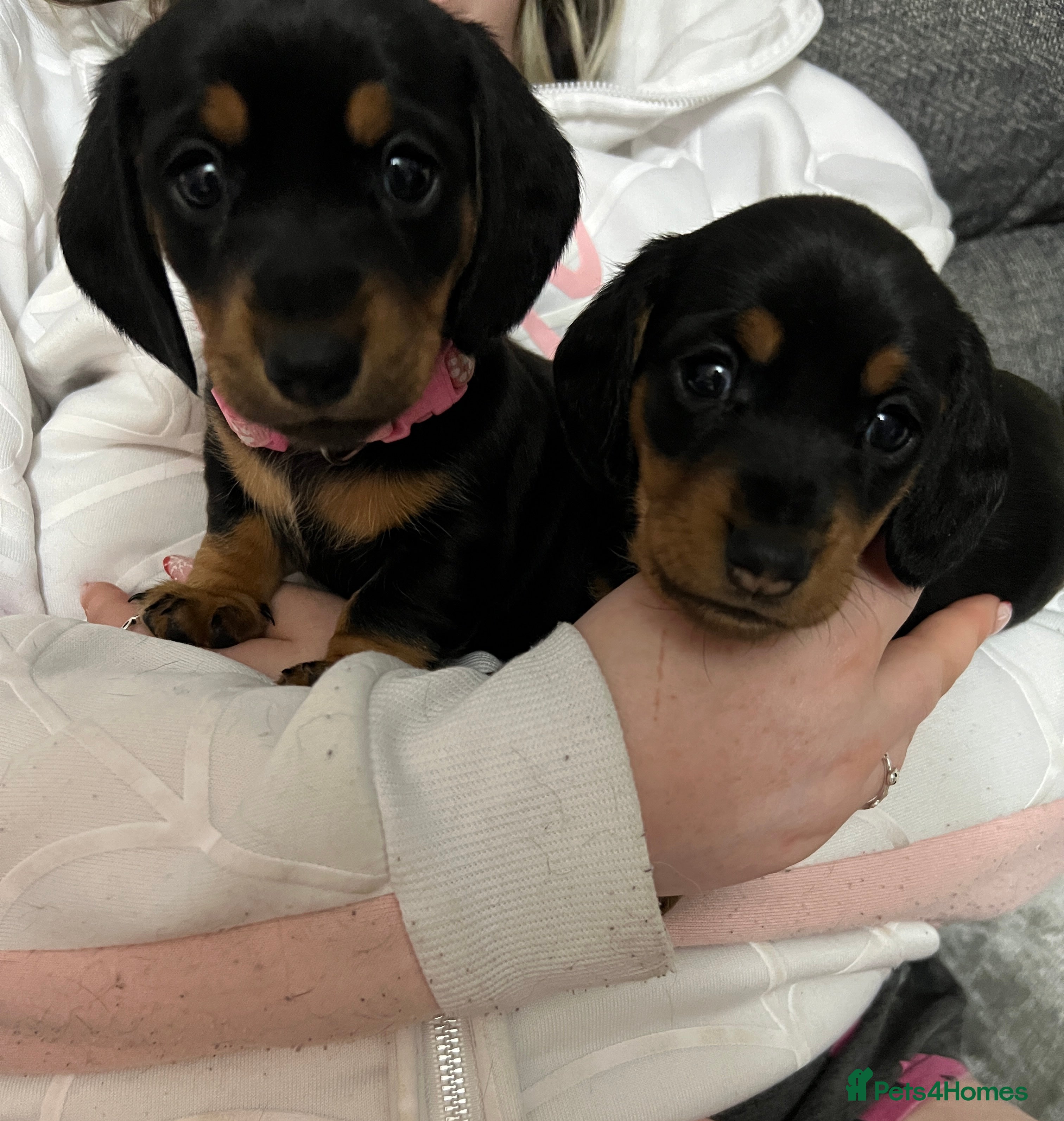 Miniature Dachshund dogs miniature dachshunds - Advert 3