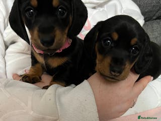 Miniature Dachshund dogs miniature dachshunds - Advert 3
