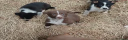 Border Collie dogs for sale: Farm collie puppies  - Advert 14