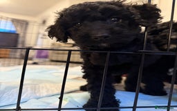 Cockapoo dogs for sale: Cockapoo puppies - Image 17