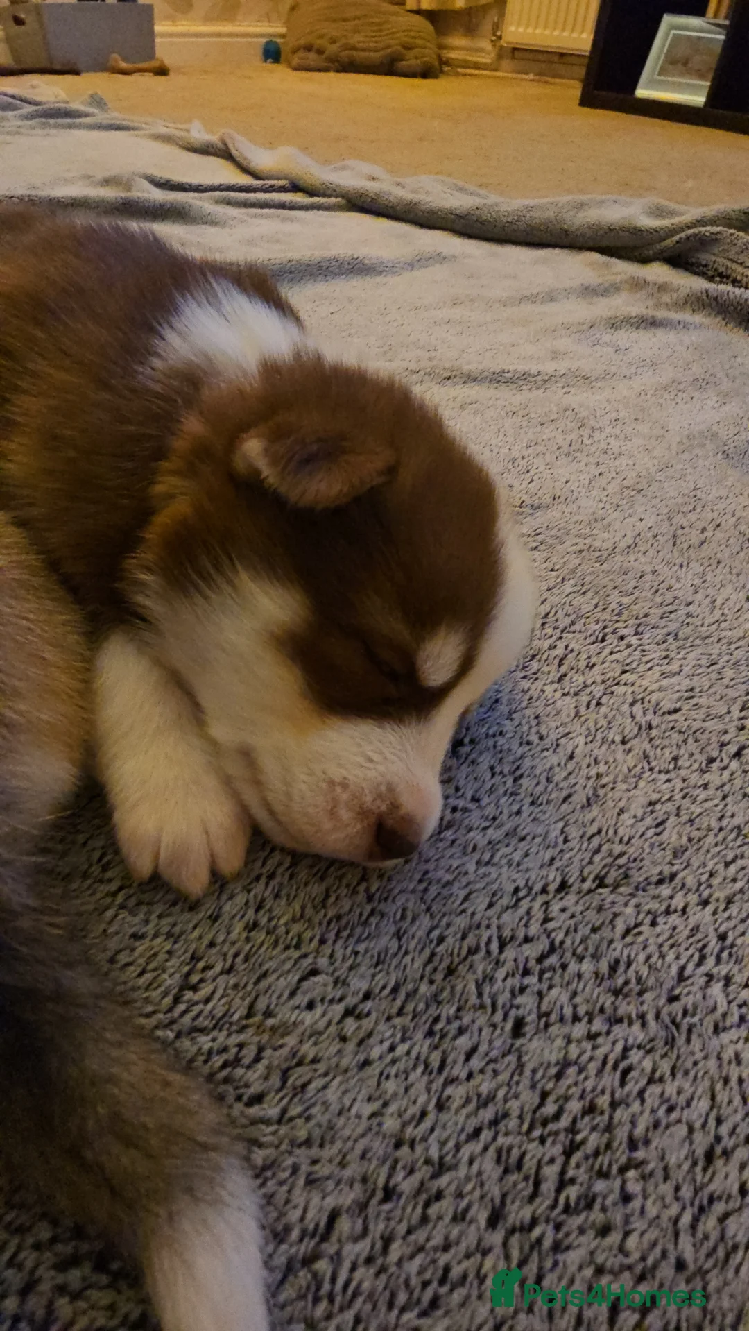 Siberian Husky dogs for sale: Husky puppies  - Advert 30