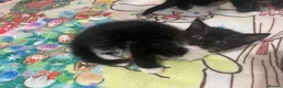 Mixed Breed cats for sale:  kittens 😸  - Advert 6