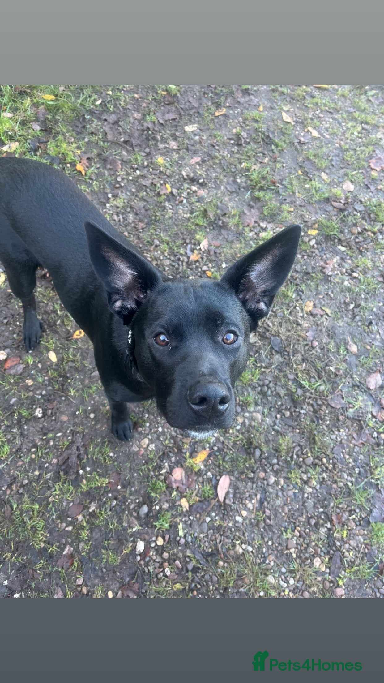 Mixed Breed dogs Dog for stud - Advert 3