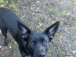 Mixed Breed dogs Dog for stud - Advert 3