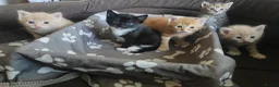Mixed Breed cats for sale: Adorable kittens are looking for lovely home  - Advert 16