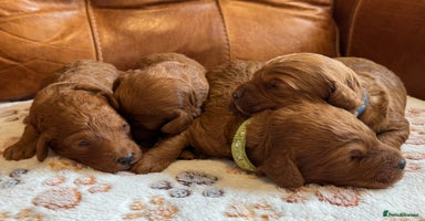 Cockapoo dogs - Advert 8