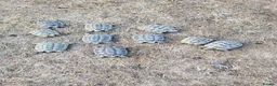 Tortoise reptiles for sale: Greek spur-thighed tortoises (Testudo graeca)  - Advert 2