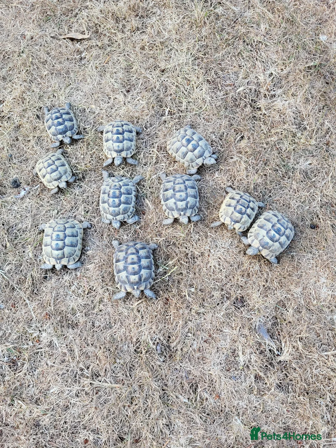 Tortoise reptiles for sale: Greek spur-thighed tortoises (Testudo graeca)  - Advert 2