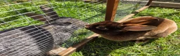 Rex rabbits for sale: Adult Mini Rex - Advert 4