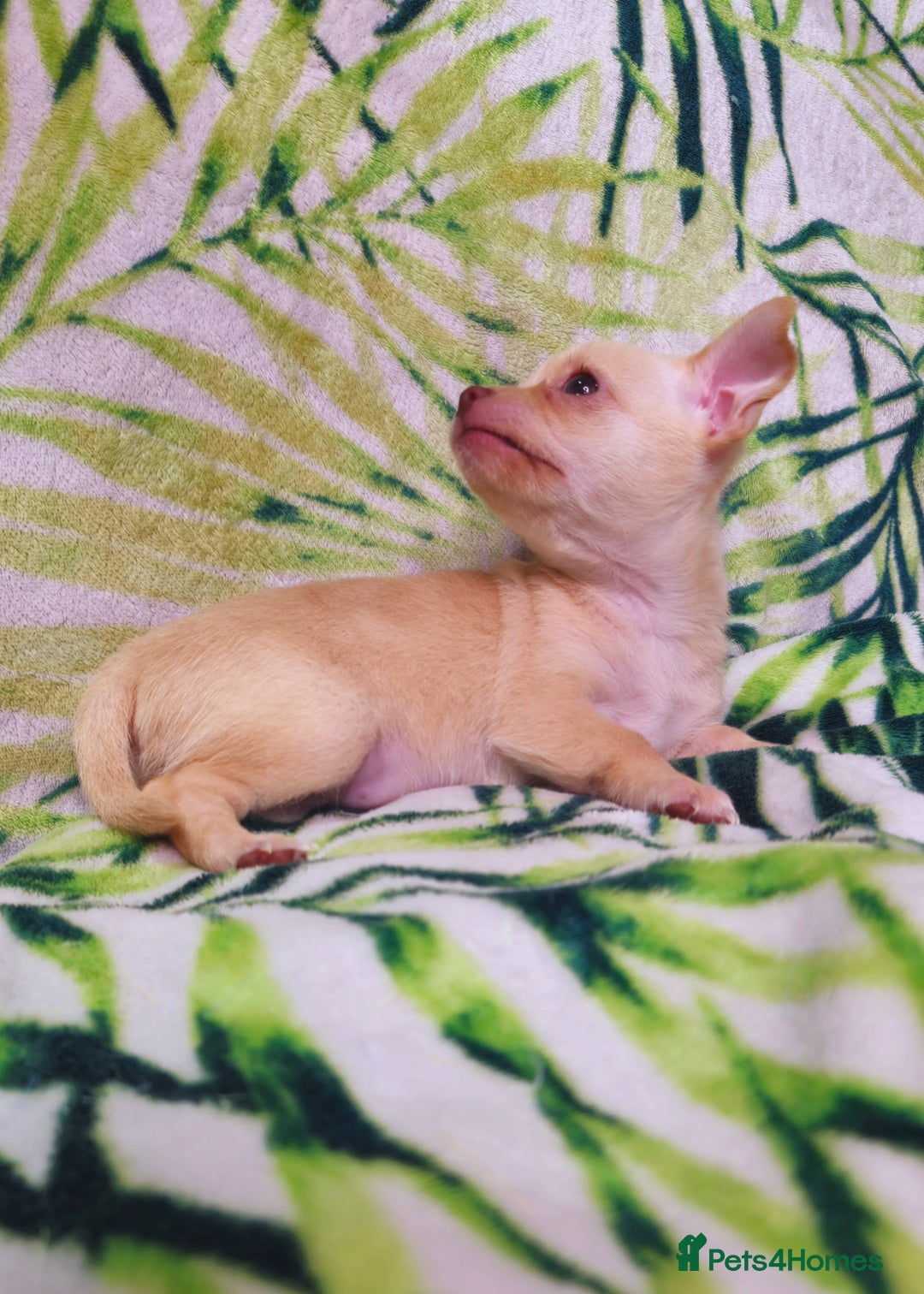 Chihuahua dogs for sale: !!Only one left!! KC Chihuahua Baby Girls - Advert 16